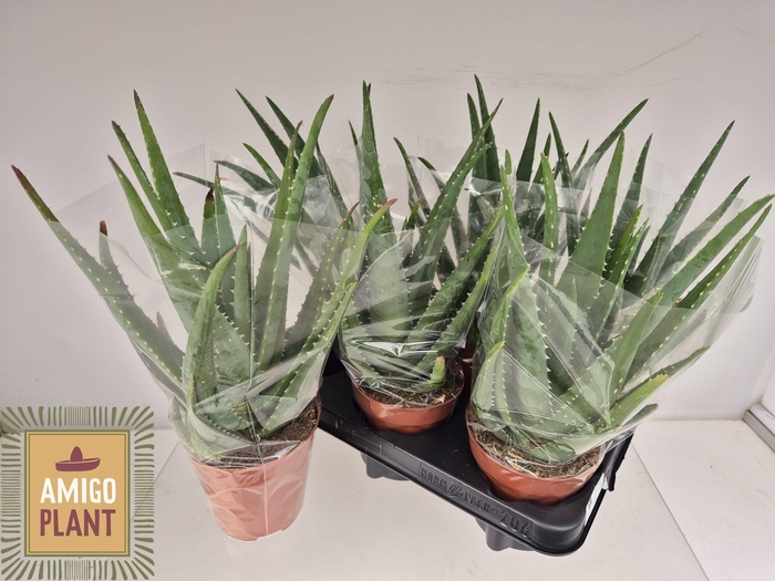 <h4>ALOE VERA</h4>