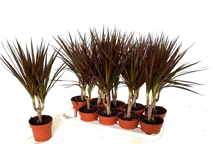 <h4>DRA MARG MAGENTA</h4>