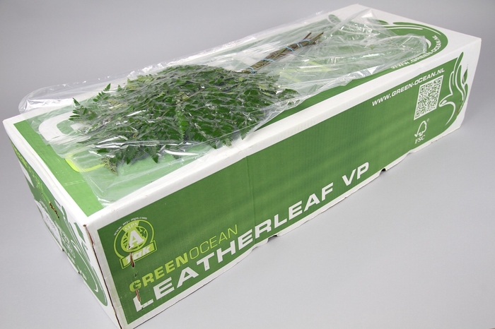 <h4>Leatherleaf Extra VP Green Ocean ITA</h4>