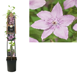 Clematis 'Hagley Hybrid' +3.0 label
