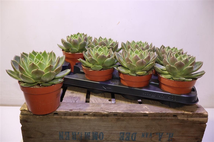 <h4>arr8 Echev Agav Lipstick</h4>