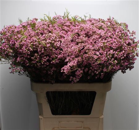 <h4>Chamelauc Michal</h4>