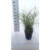 Miscanthus Red Chief
