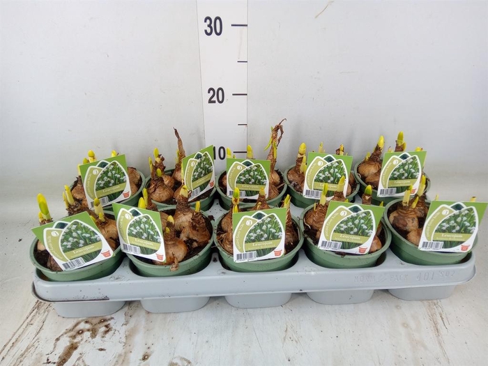 <h4>Leucojum aestivum</h4>