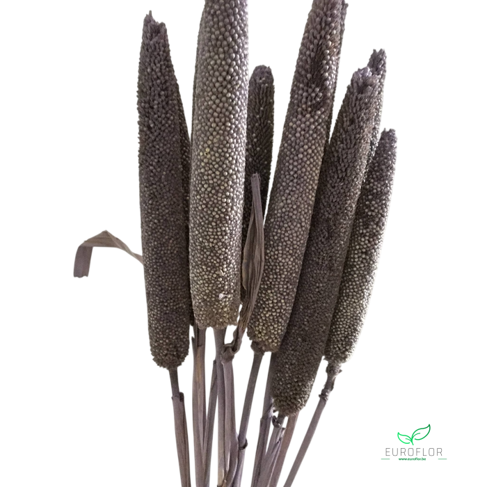 DRIED FLOWERS - BABALA LILAC 70-75CM 10PCS