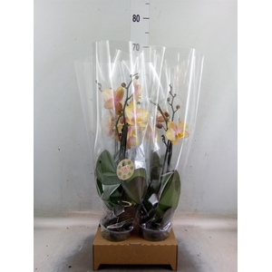 Phalaenopsis   ...