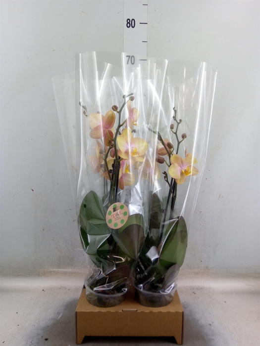 <h4>Phalaenopsis   ...</h4>
