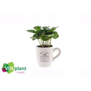 Coffea in Koffiemok wit