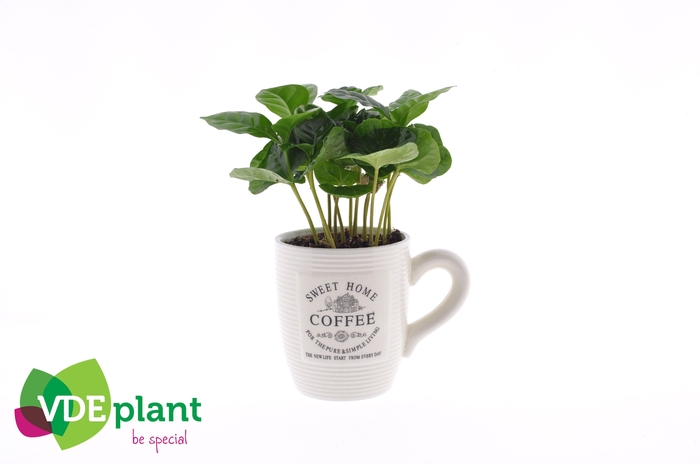 <h4>Coffea in Koffiemok wit</h4>