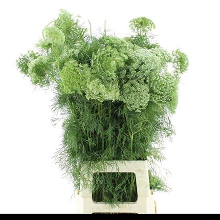 <h4>Ammi Visnaga</h4>