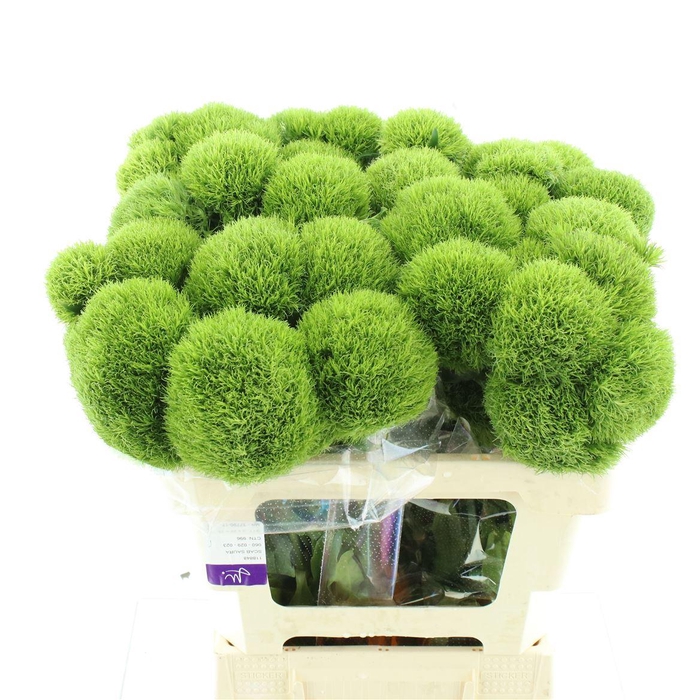 <h4>Di Barb Kiwi Mellow Extra</h4>