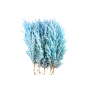 Cortaderia Blue Super