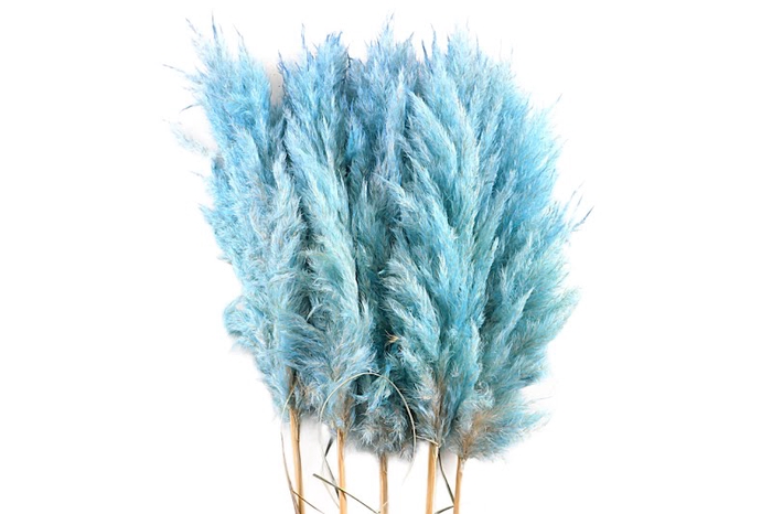 <h4>Cortaderia Blue Super</h4>