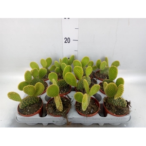 Opuntia microdasys var. pallida