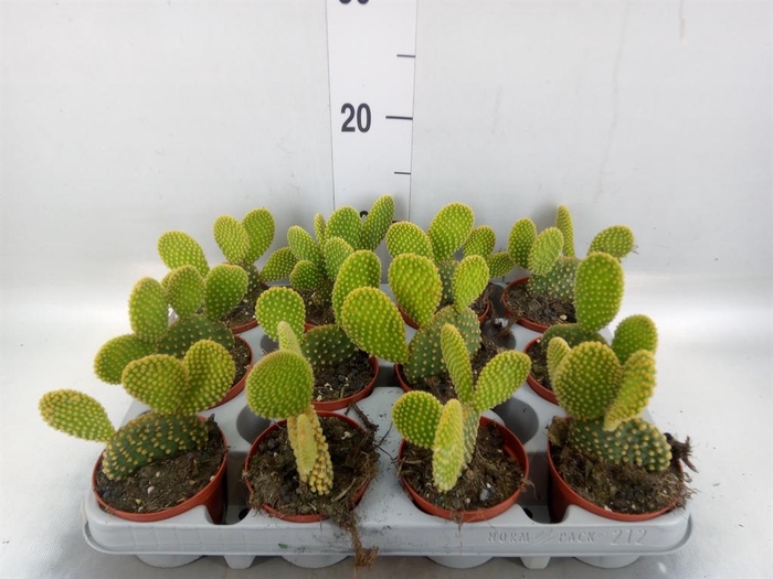 <h4>Opuntia microdasys var. pallida</h4>