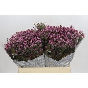 Limonium sinense Blush Diamond