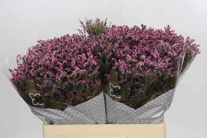 <h4>Limonium sinense Blush Diamond</h4>