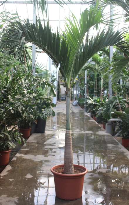 <h4>Veitchia merrillii</h4>