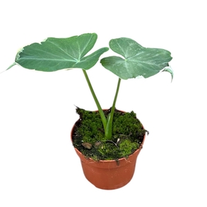 Alocasia