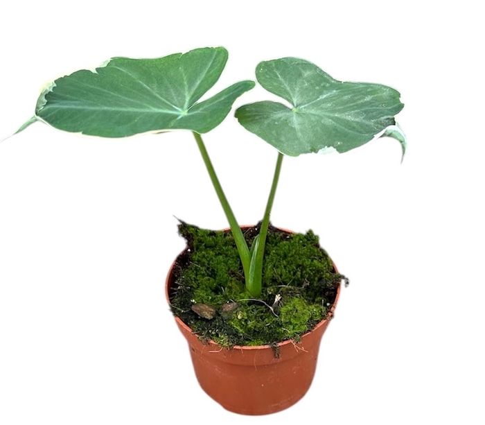 <h4>Alocasia</h4>