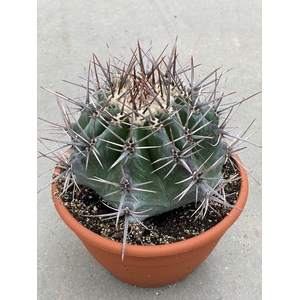 CACTUS OV