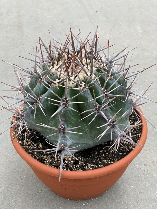 <h4>CACTUS OV</h4>