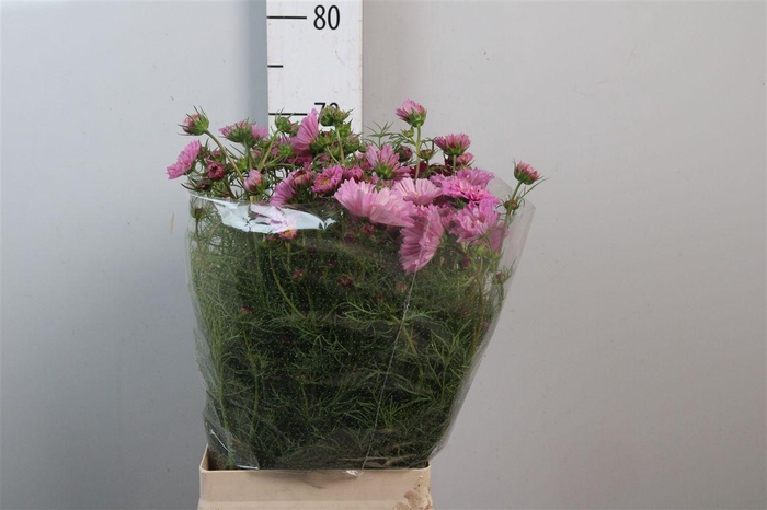 <h4>Cosmos Bipin Pink</h4>