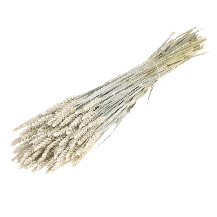 <h4>Tarwe White Misty</h4>
