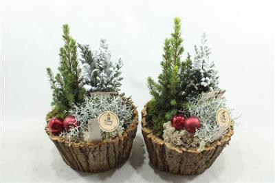 <h4>8782 SCHORSPOT BOOMPJE</h4>