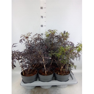 Sambucus nigra 'Black Lace'