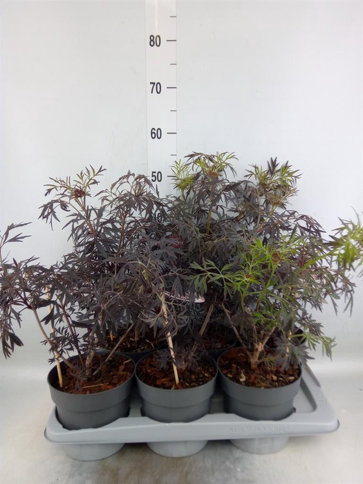 <h4>Sambucus nigra 'Black Lace'</h4>