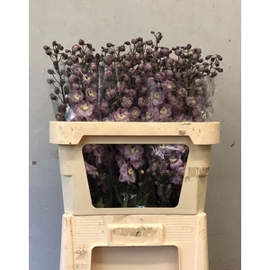 Delphinium double Dew Flaming