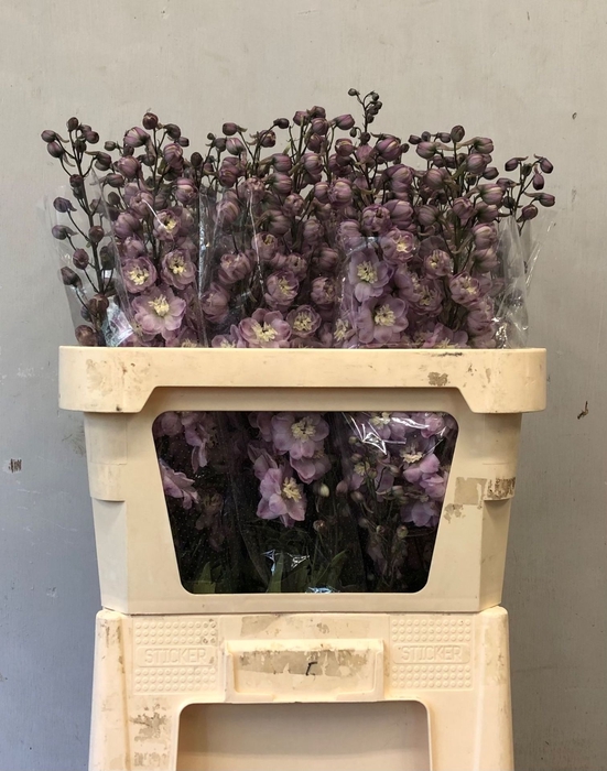 <h4>Delphinium double Dew Flaming</h4>