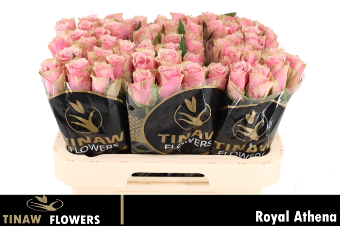 <h4>R GR ATHENA ROYALE</h4>