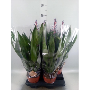 Aechmea  'Blue Rain'
