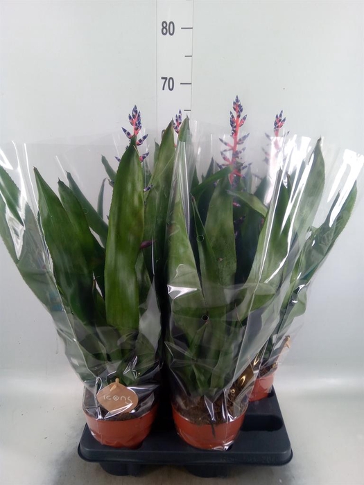 <h4>Aechmea  'Blue Rain'</h4>