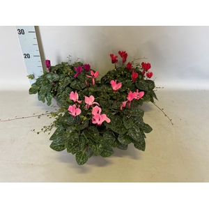 Schaal 23 Cyclamen Muehlenbeckia
