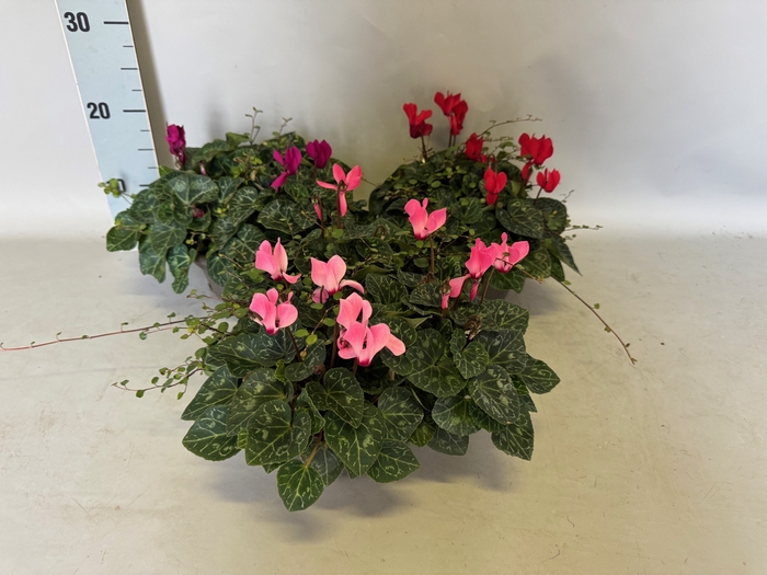 <h4>Schaal 23 Cyclamen Muehlenbeckia</h4>