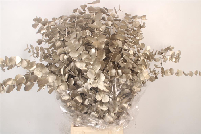 <h4>Euca Cinerea Met. Platinum Per Bunch</h4>