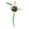 Anthurium blad