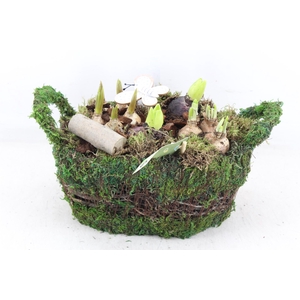 arr4 Bollenmix JS - Mand mos ovaal L