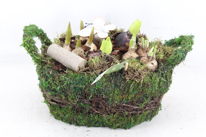 <h4>arr4 Bollenmix JS - Mand mos ovaal L</h4>