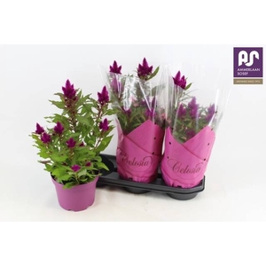 CEL DEEP PURPLE
