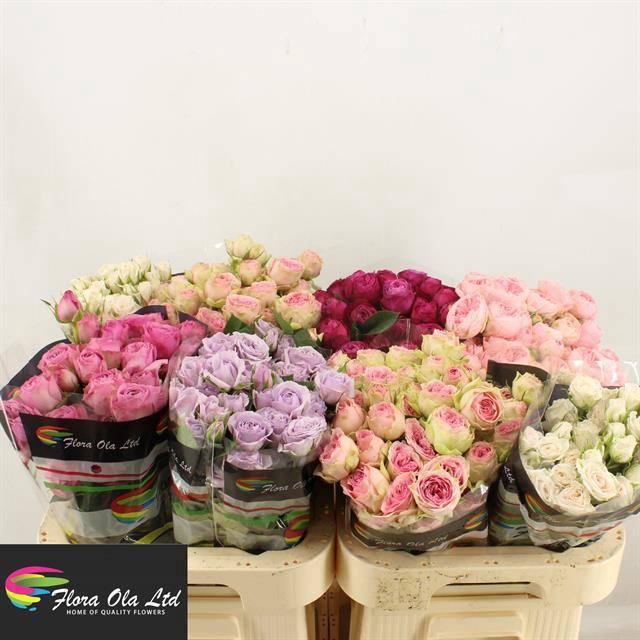 <h4>R TR GEM IN FUST</h4>