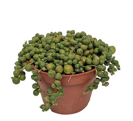 <h4>Senecio Rowleyanus</h4>