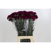 Dianthus St Purple Damascus