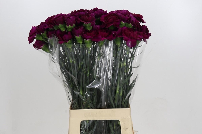 <h4>Dianthus St Purple Damascus</h4>