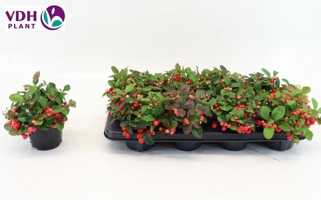 <h4>GAULTH PR BIG BERRY</h4>
