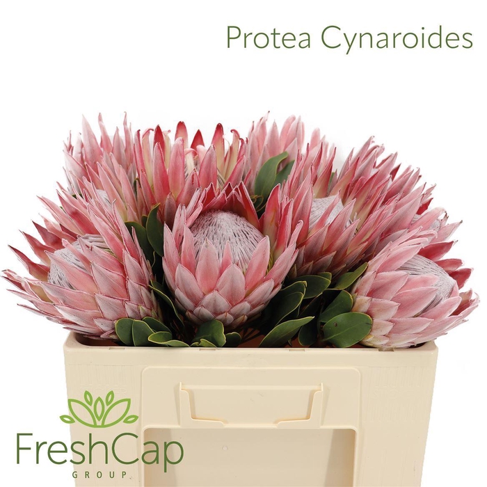 <h4>Protea cynaroides</h4>
