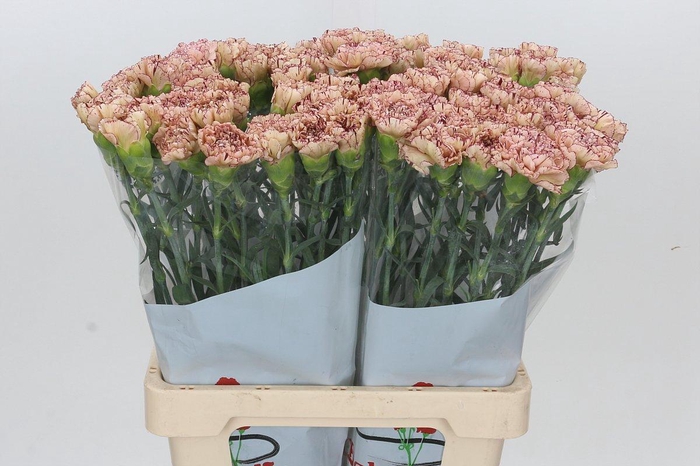 <h4>Dianthus St Viper</h4>